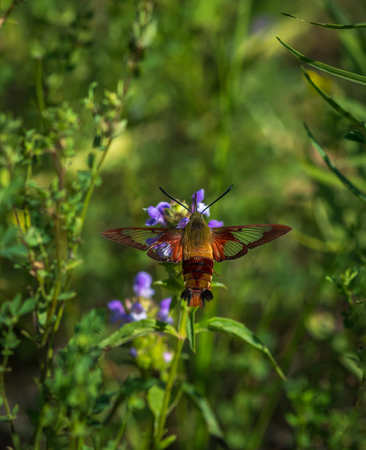 Hummingbird moth hunting for nectorの写真素材