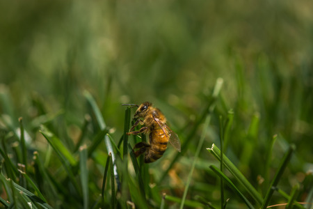 Bee in the grass on a hot dayの写真素材