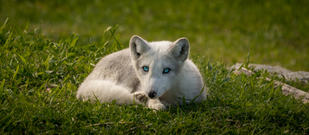 Arctic fox enjoying a summer dayの写真素材