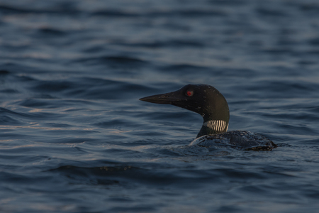 Loon fishing on the lakeの写真素材