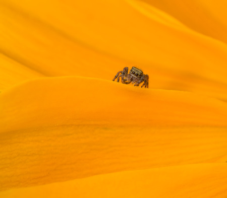 Jumping spider hunting in a yellow world