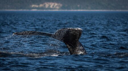 Whale watcing in the St-Laurence river