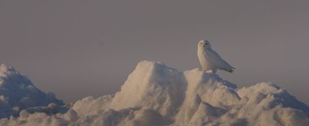 Male snow owl posing for the cameraの写真素材