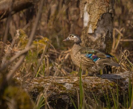 Female wood duck enjoying the day at the pondの写真素材