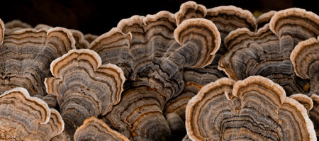 Mushrooms growing on the bark of a treeの写真素材