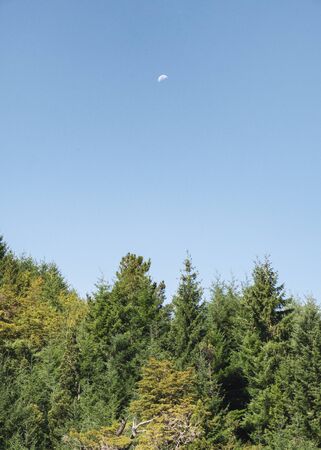 Pine forest and moon in a sunny dayの写真素材