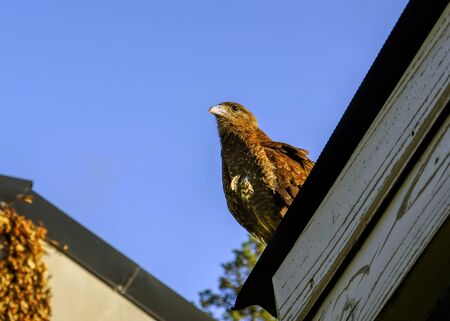 Falconidae perched on wooden roof. Carancho, native bird of Argentina south.
