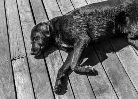 Black dog wet, lying on wooden floor. Black and whiteの写真素材