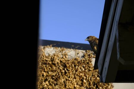 Falconidae. Chimango standing in a roof. Native Bird of Argentina.の写真素材
