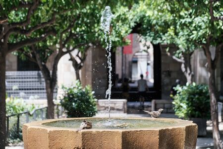 Sparrows bathing in a fountain with a waterjet. Old building and trees in the background
