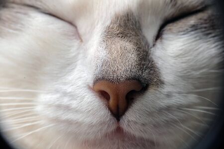 Close up of nose cat. macroの写真素材