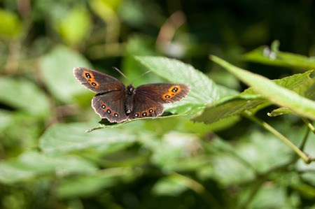 butterfly in a flower of plant