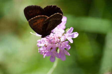 butterfly in a flower of plantの写真素材