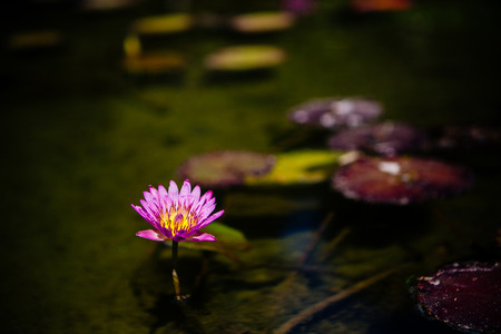 Single pink lotus or water lily flower illuminated at night growing in a dark pond with floating green pads or leaves and copy spaceの写真素材