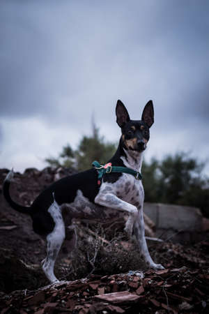 Dog posingの写真素材