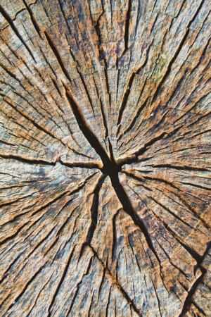 Macro from a wood logの写真素材