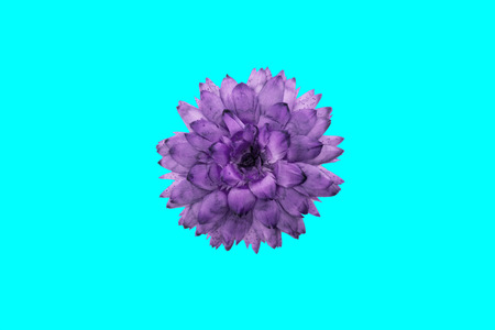 Isolated dried flower