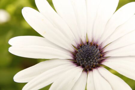 Close-up of the flower well wants me - It hurts me.の写真素材