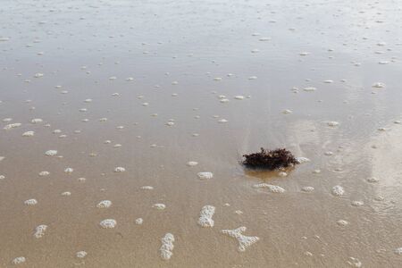 Seaweed on a sandy bottom. At low tide, one can observe in the sand bed a rock covered with algae that contrasts with the colors of the sand and the water that is in retreat.の写真素材