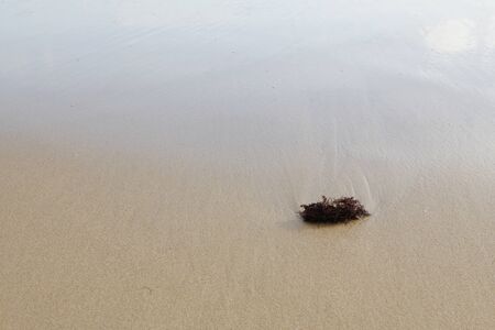 Seaweed on a sandy bottom. At low tide, one can observe in the sand bed a rock covered with algae that contrasts with the colors of the sand and the water that is in retreat.の写真素材