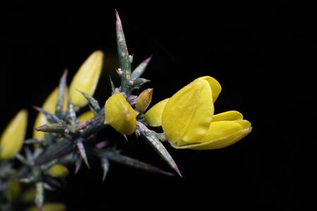 Thorny plant with its flowers in the middle of thorns.の写真素材