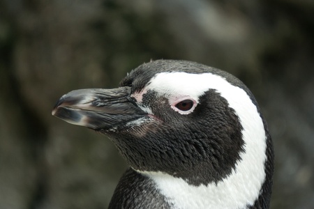 Spheniscus magellanicus on Lisbon oceanariumの写真素材