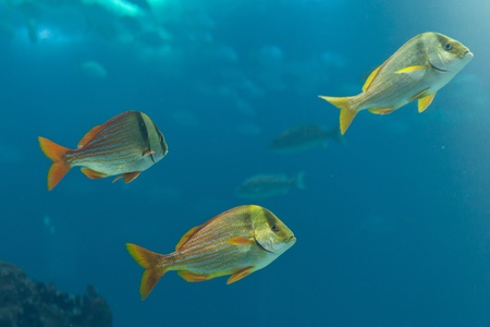 Fishes in Lisbon Oceanariumの写真素材