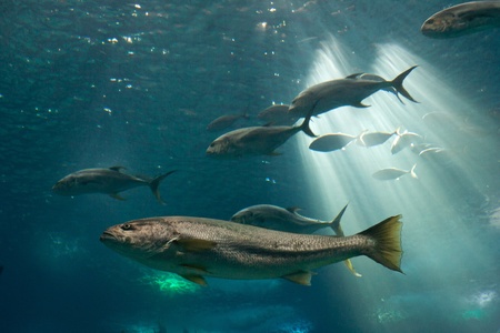 Fishes in Lisbon Oceanariumの写真素材