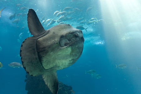 Ocean sunfish  Mola mola  in Lisbon Oceanariumの写真素材