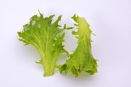lettuce leaf isolated on white backgroundの写真素材
