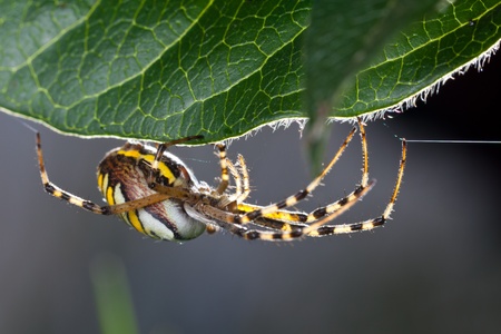 wasp spider  (Argiope bruennichi) in the foliageの写真素材