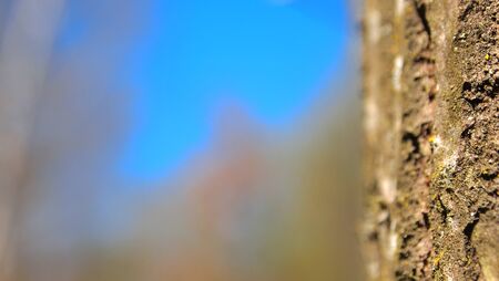 Spring blue sky tree, bark of trees