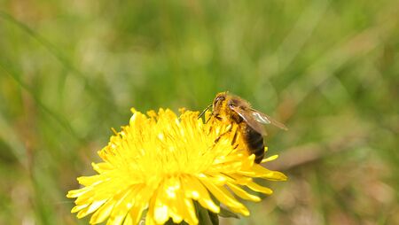 Spring yellow flower, green grass, nature, spring garden, young bee