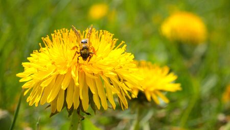 Spring yellow flower, green grass, nature, spring garden, young bee