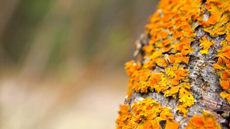 Orange mushroom, growth. Mushroom on an old withered tree. A tree on the dunes, close to the beach by the sea. Strange Mushroomの写真素材