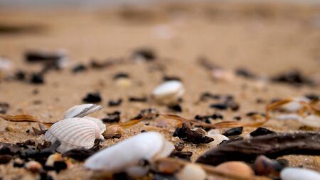 Dunes, dry plants, the Baltic Sea. Cloudy sky, golden sand, shells on the beach in a warm spring