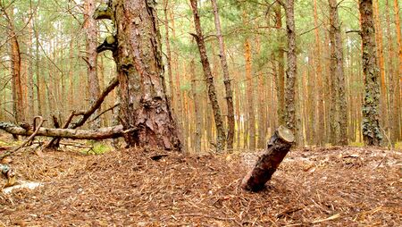 Forest by the sea, Conifers, green moss, small trees, green forest, green bedding. Brown trees