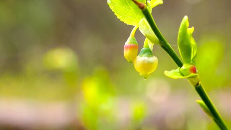 Forest by the sea, wild berries, young green berries, flower berries. Plants in a coniferous forestの写真素材