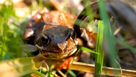 A frog hidden in the green grass in spring, a young frog in the swamps. Amphibian frog with big eyesの写真素材