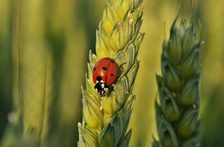 Ladybugの写真素材
