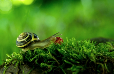 Snailの写真素材
