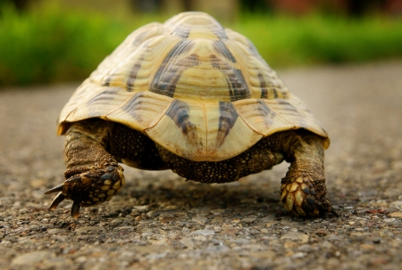 Turtleの写真素材