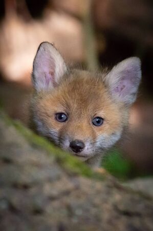 Baby Fox