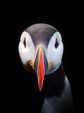 Peter Puffinの写真素材