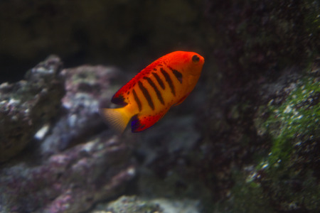 angelfish in a tank