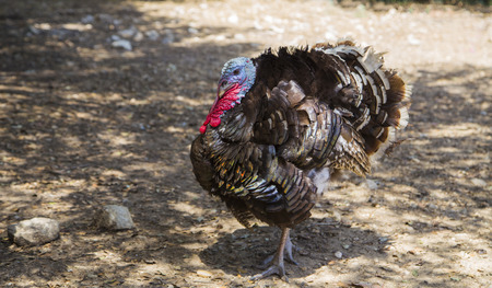 Eastern Wild Turkey gobbling in farmの写真素材
