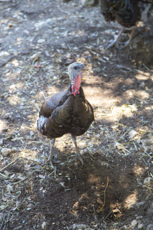 Eastern Wild Turkey gobbling in fieldの写真素材