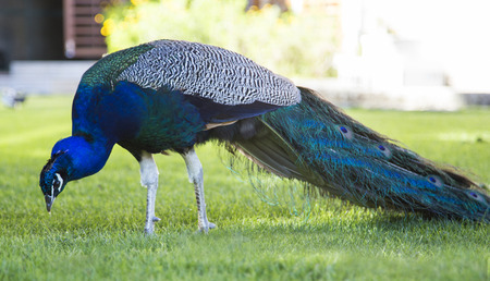 Beautiful wild Peacock on grass with colorful tailの写真素材