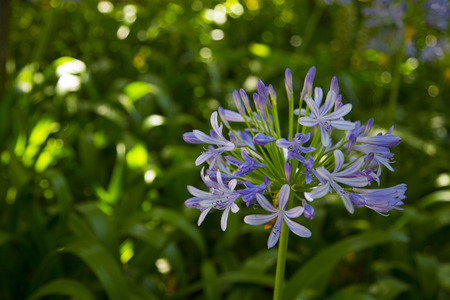 Beautiful spring background with campanula bouquet.の写真素材