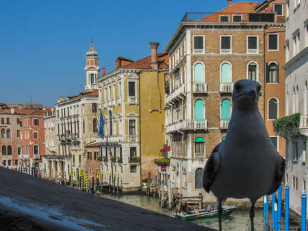 Venice, Italy, February 28, 2019: Seagull inn over a bridge in Veniceのeditorial素材